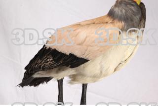 Exotic bird 0024